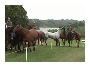 Bridgehampton Polo